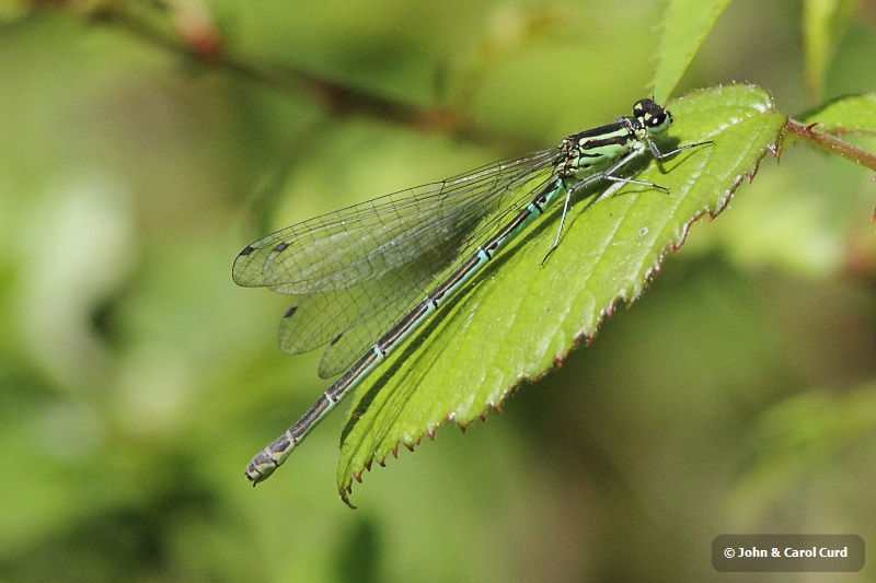 IMG_1736 Coenagrion puella female.JPG